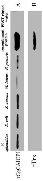 Long oyster igsf molecule cgcaicp1 gene recombinant protein, preparation method and application