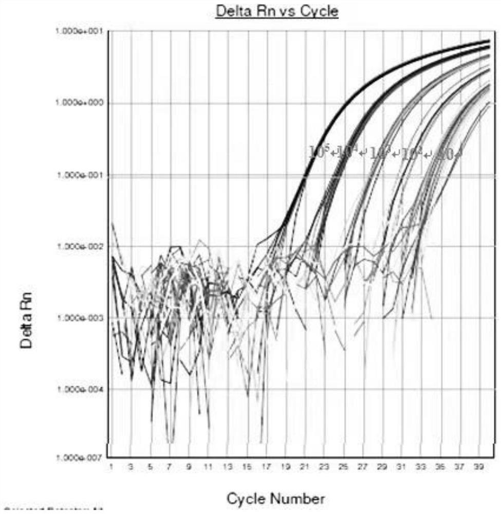 Method for detecting JC polyoma virus through real-time fluorescent quantitative PCR (Polymerase Chain Reaction)