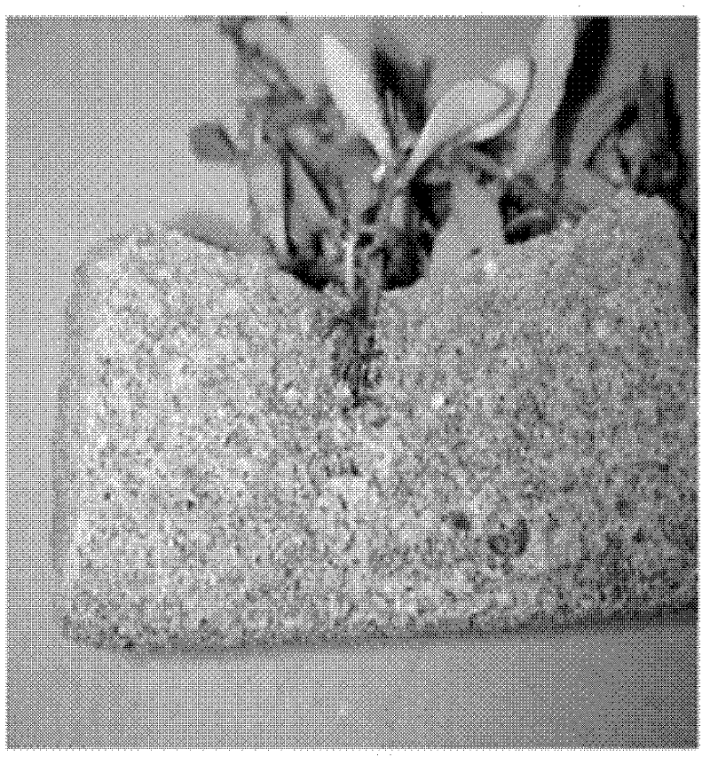 Ceramic material with sound-absorbing and plant-cultivating functions and preparation method thereof