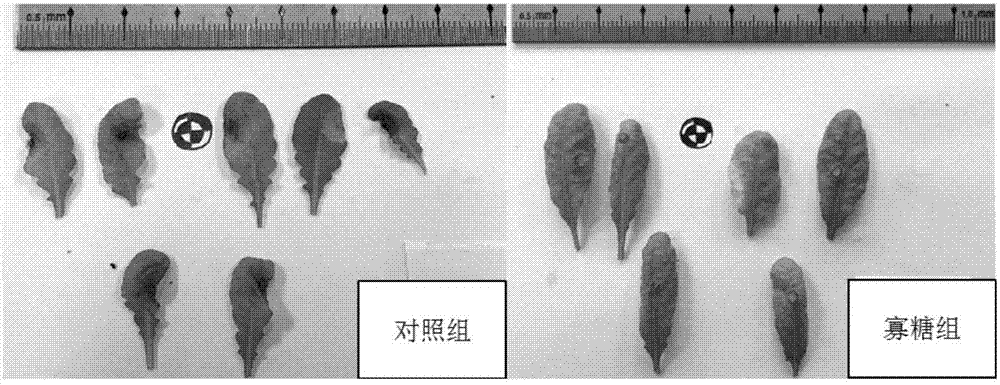 A kind of gluco-oligosaccharide and its preparation method and application