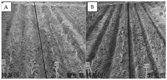 Herbicide-resistant corn HH2823 transformation event capable of efficiently utilizing nutrients and specific identification method and application of herbicide-resistant corn HH2823 transformation event