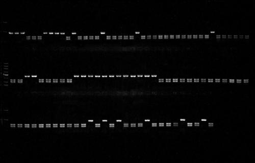 CAPS molecular marker for identifying background color of watermelon peel and application thereof