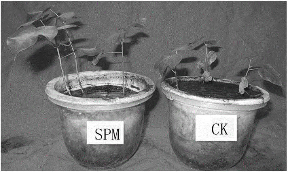 Method for improving cotton anti-waterlogging threat