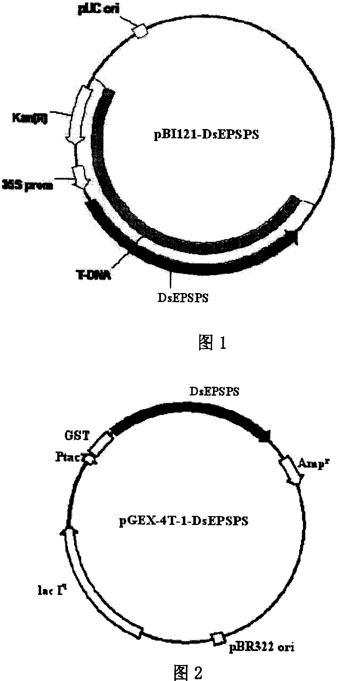 Dunaliella salina EPSP synthetase and preparation method and application thereof