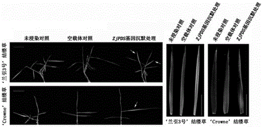 Method for suppressing Zoysia japonica endogenous gene expression efficiently and rapidly