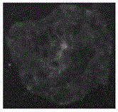 PAPN gene site-directed modified pig