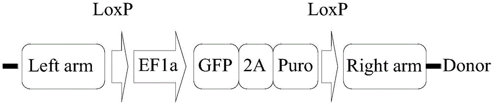 PAPN gene site-directed modified pig