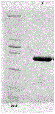 A kind of lambda interferon mutant and polyethylene glycol derivative