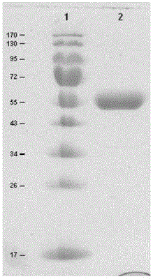 A kind of lambda interferon mutant and polyethylene glycol derivative