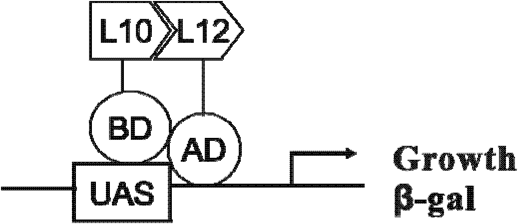 Cell model for screening inhibitor of mycobacterium tuberculosis ribosomal protein L12 and L10 and application thereof