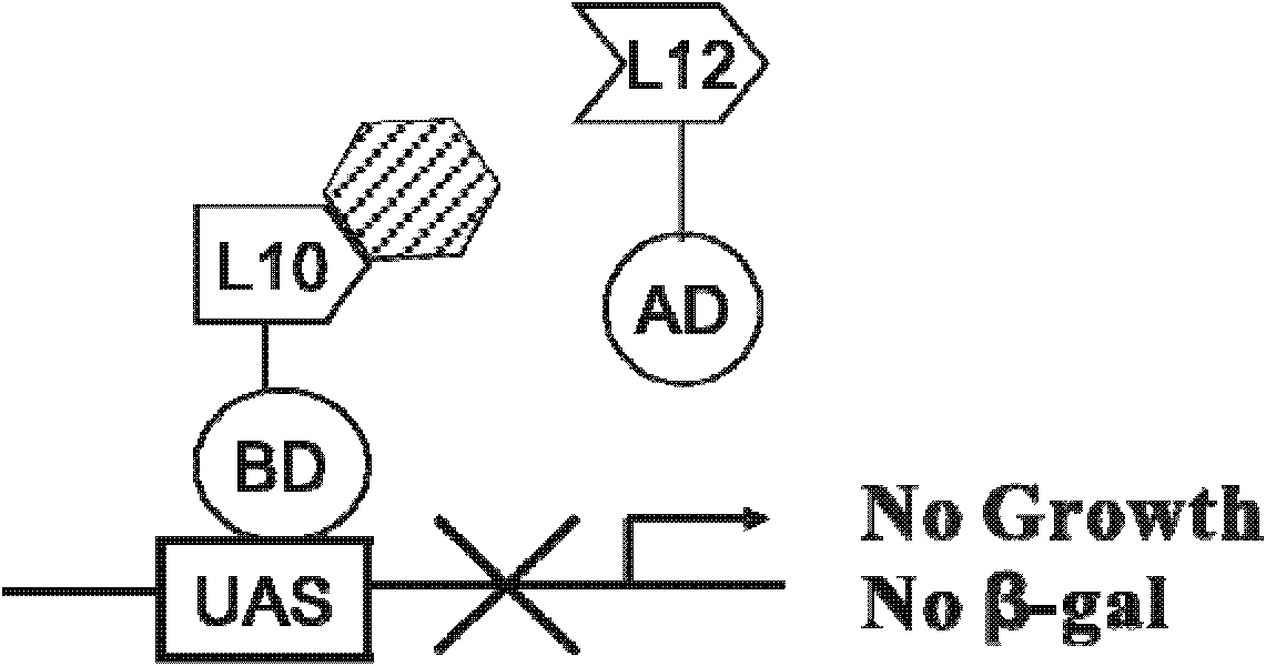 Cell model for screening inhibitor of mycobacterium tuberculosis ribosomal protein L12 and L10 and application thereof