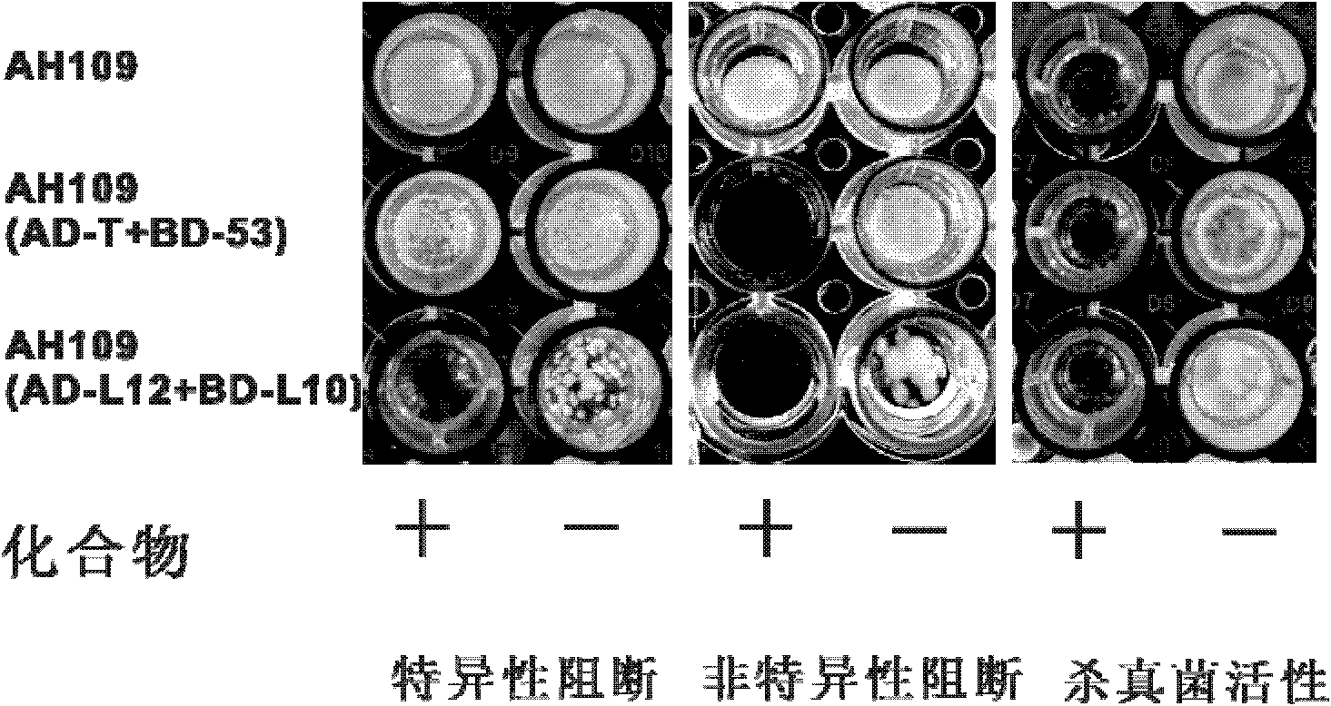 Cell model for screening inhibitor of mycobacterium tuberculosis ribosomal protein L12 and L10 and application thereof