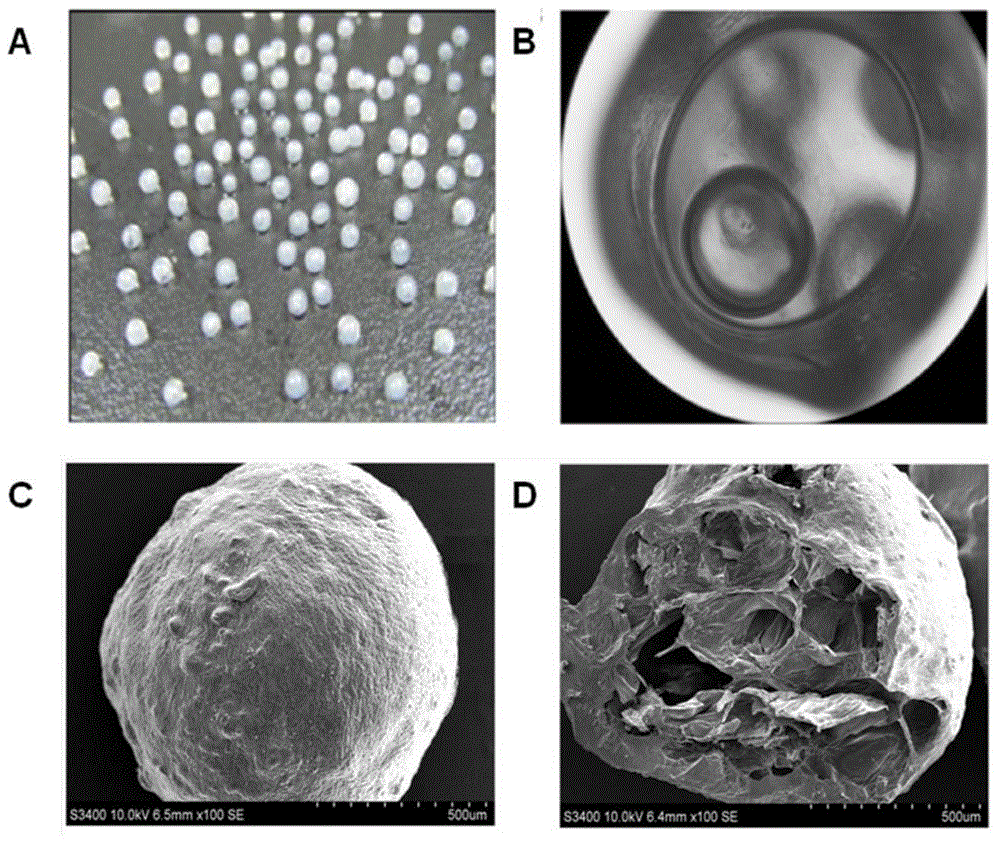 Oxymatrine solid dispersion-supported floating sustained-release pellet for stomach and preparation method of oxymatrine solid dispersion-supported floating sustained-release pellet