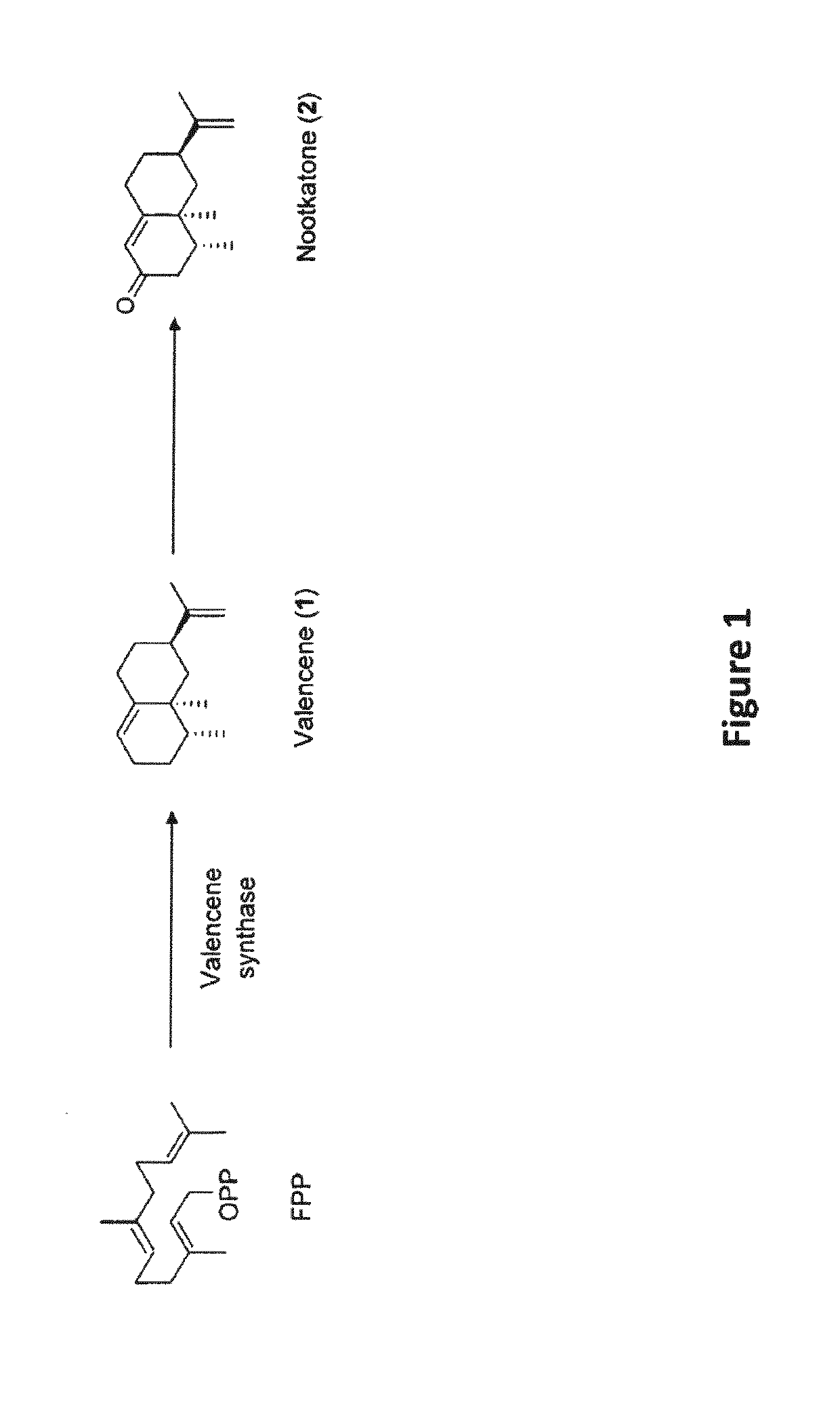 Use of nootkatone to treat and prevent mosquito infestations