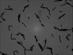 Bacillus megatherium T482, microbial agent and preparation method of microbial agent