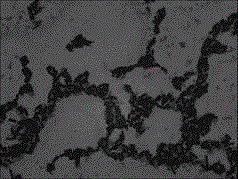 Bacillus megatherium T482, microbial agent and preparation method of microbial agent