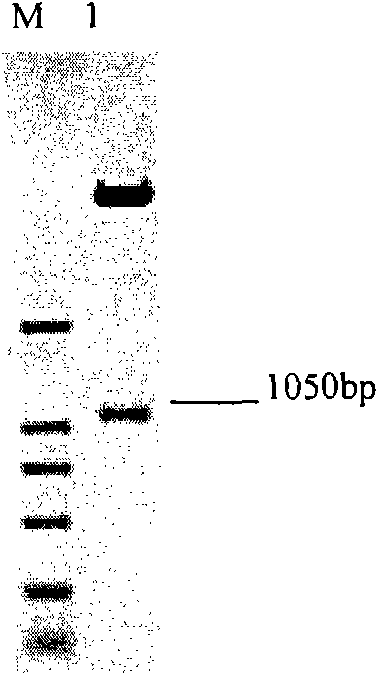 Establishment of MDCK cell line stably expressing beta-galactoside alpha-2, 3-sialytransferase I(ST3GAL I)