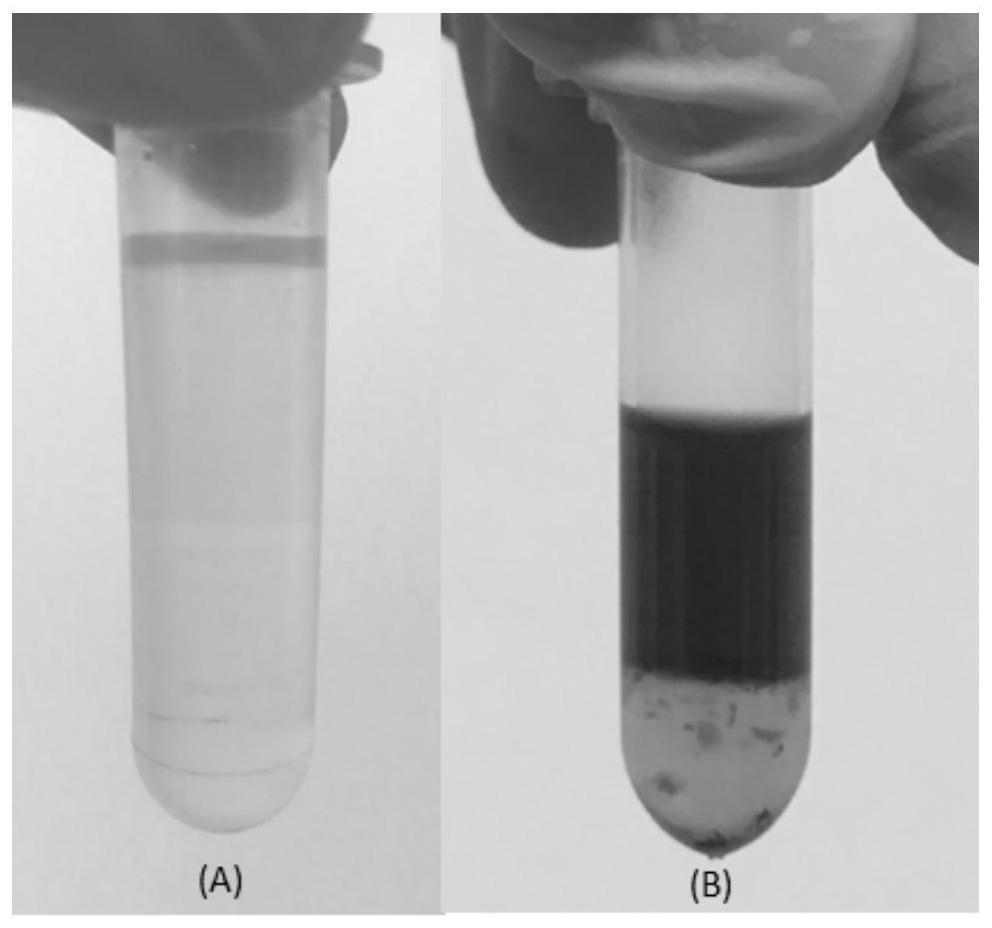 A two-phase deep eutectic solvent for extracting ginkgo biloba active components and its preparation method and extraction method