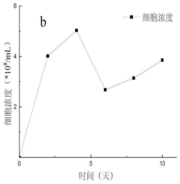 A method of changing coal permeability by using hydrogen-producing acetogenic bacteria