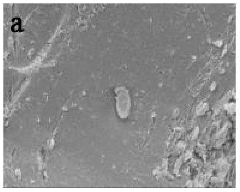 A method of changing coal permeability by using hydrogen-producing acetogenic bacteria