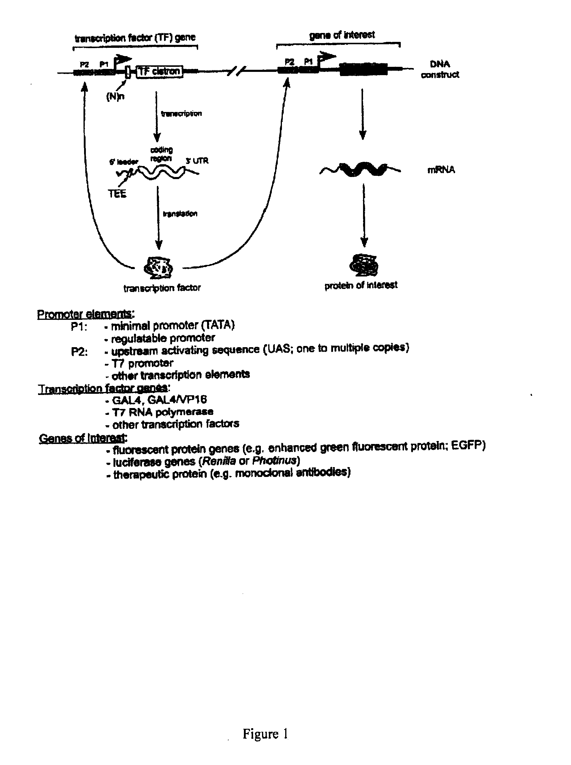 Translation enhancer-element dependent vector systems