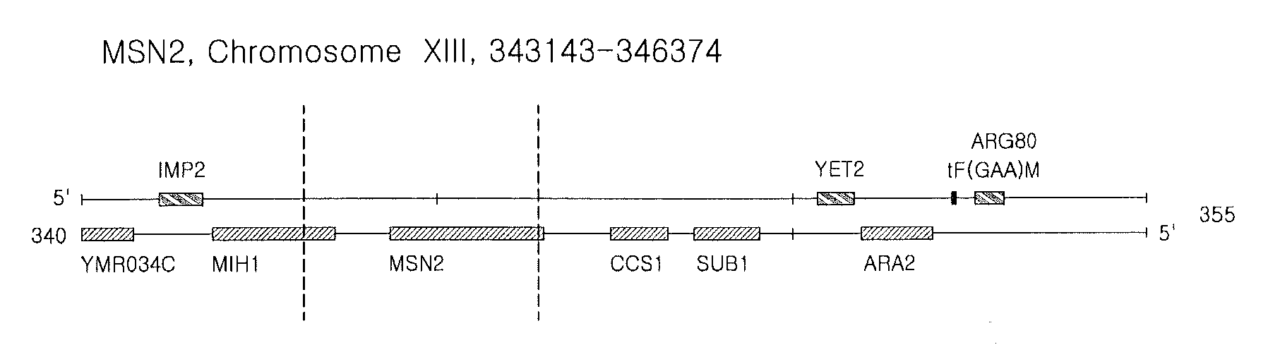 Isolated polynucleotide for increasing alcohol tolerance of host cell, vector and host cell containing the same, and method of producing alcohol using the same