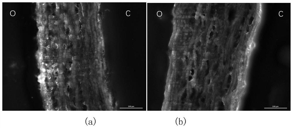 Method for regulating barrier permeability by using ultrasound