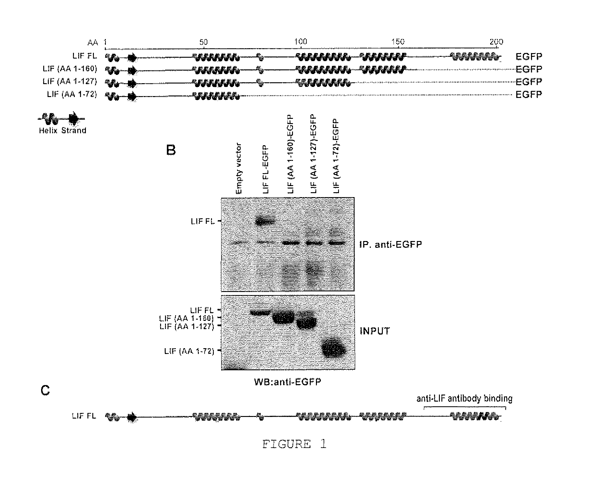 Antibody recognizing human leukemia inhibitory factor (LIF)