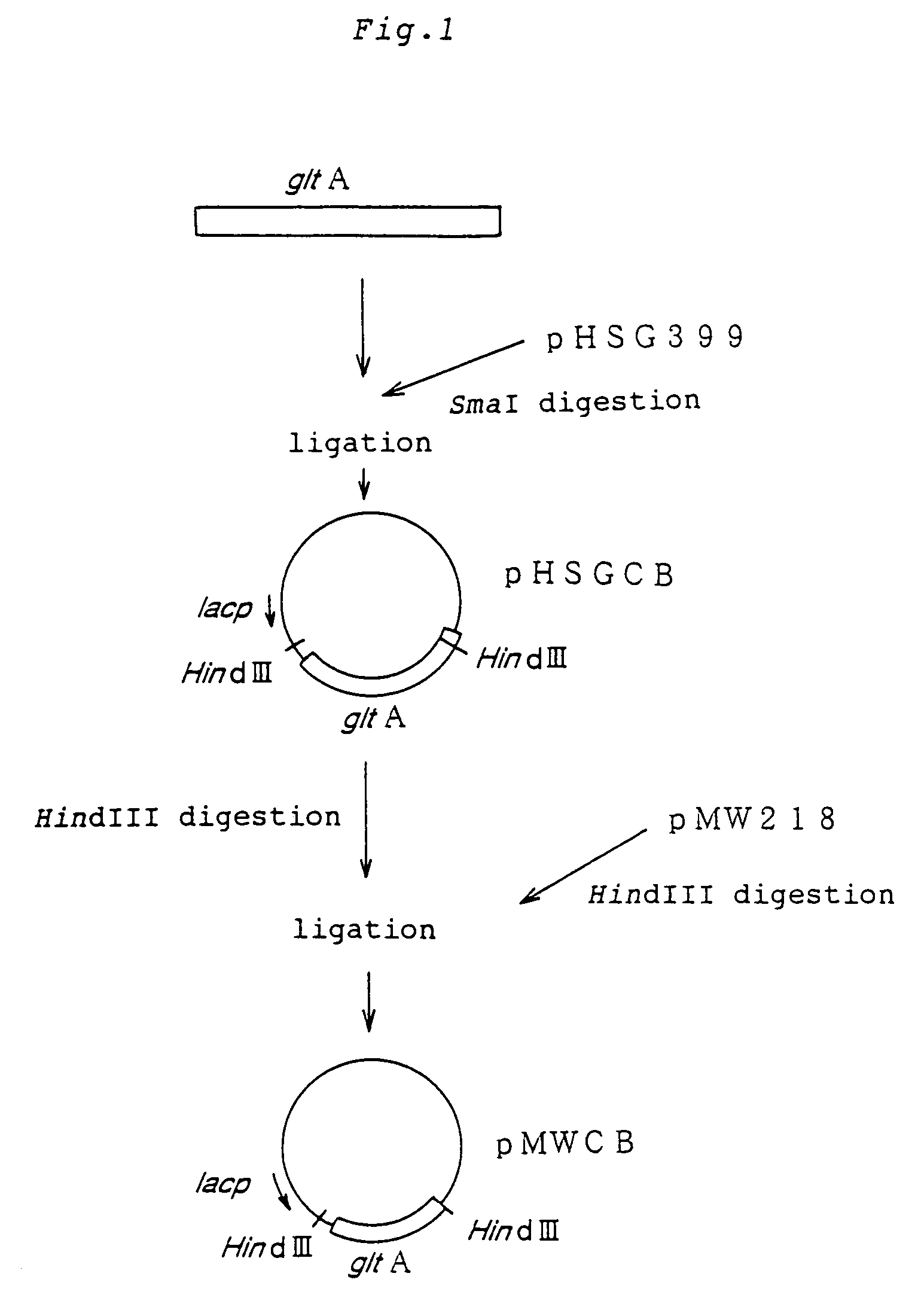 L-glutamic acid producing bacterium and process for producing L-glutamic acid