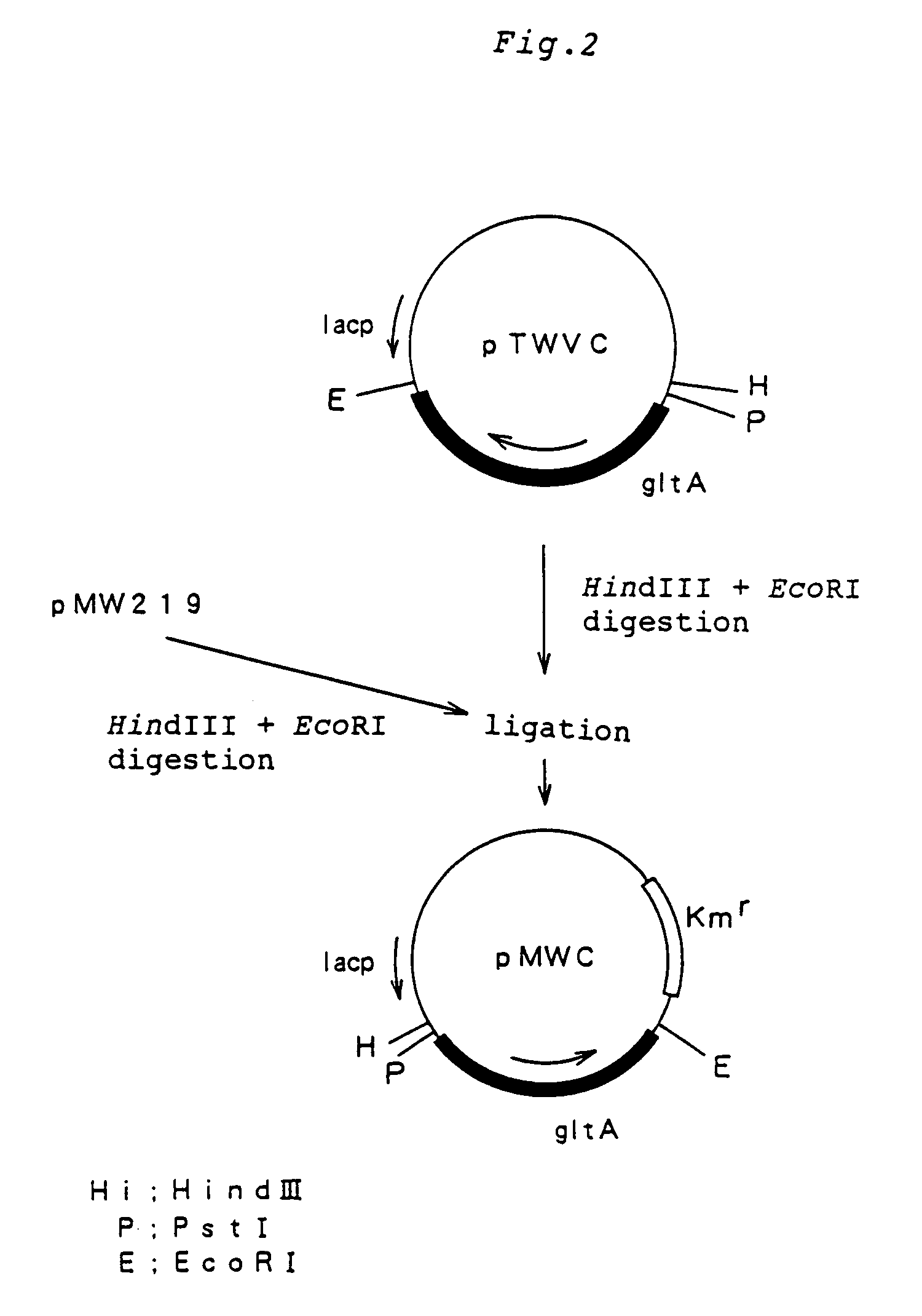 L-glutamic acid producing bacterium and process for producing L-glutamic acid