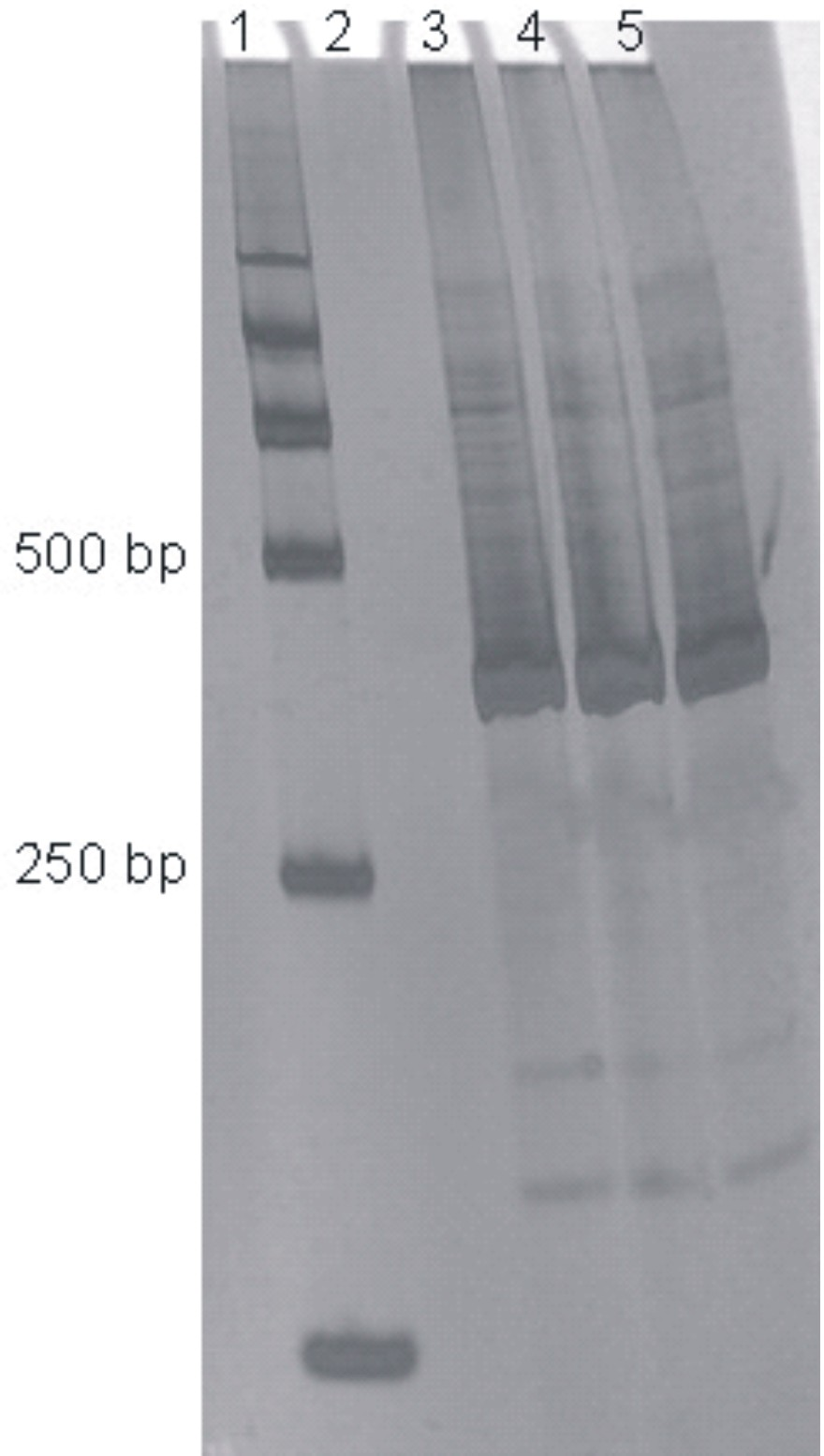 Specific amplification primer for detecting marssonina coronaria and detection method