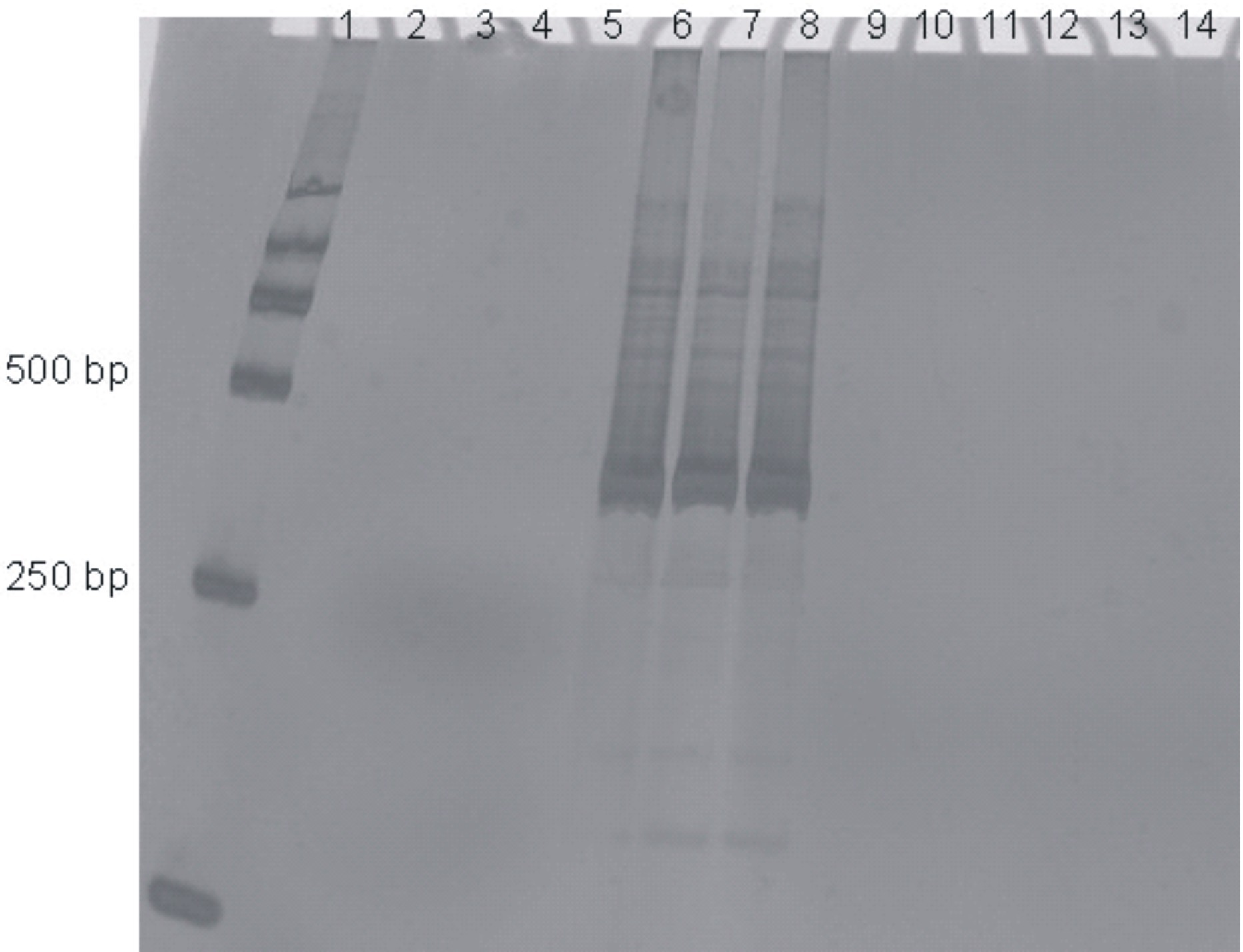 Specific amplification primer for detecting marssonina coronaria and detection method