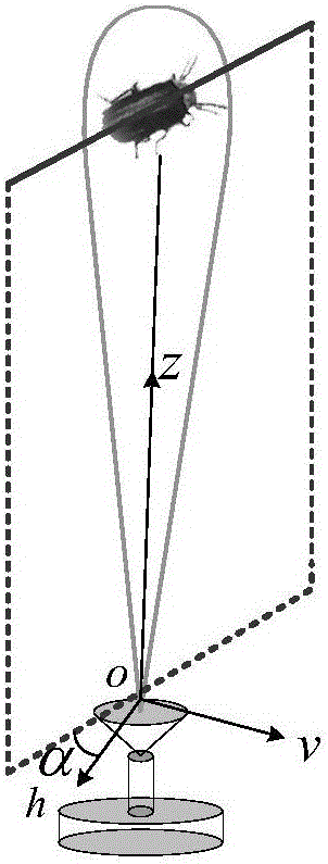 Insect dimension measurement method based on multi-frequency scattering modeling