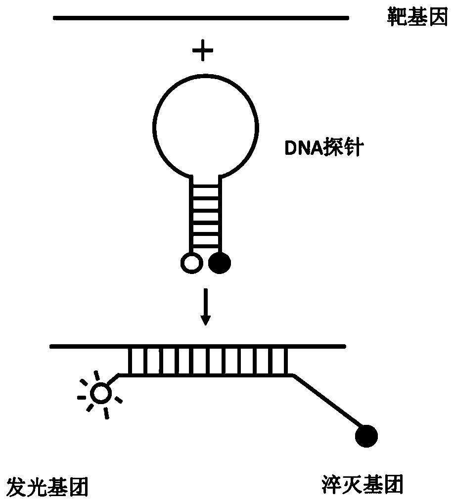 Application of exosome miRNA in preparation of lung cancer early diagnosis kit, and lung cancer early diagnosis detection kit