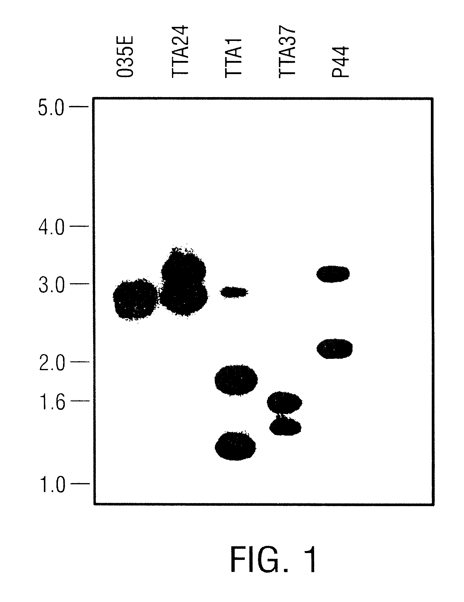 USPA1 and USPA2 antigens of Moraxella catarrhalis