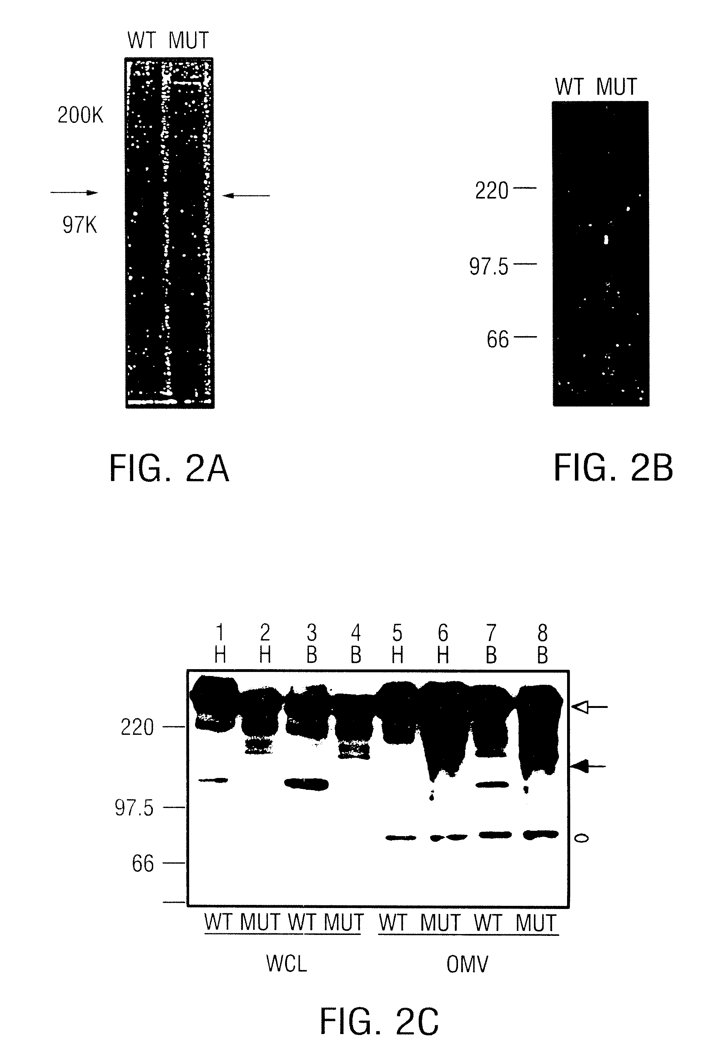 USPA1 and USPA2 antigens of Moraxella catarrhalis