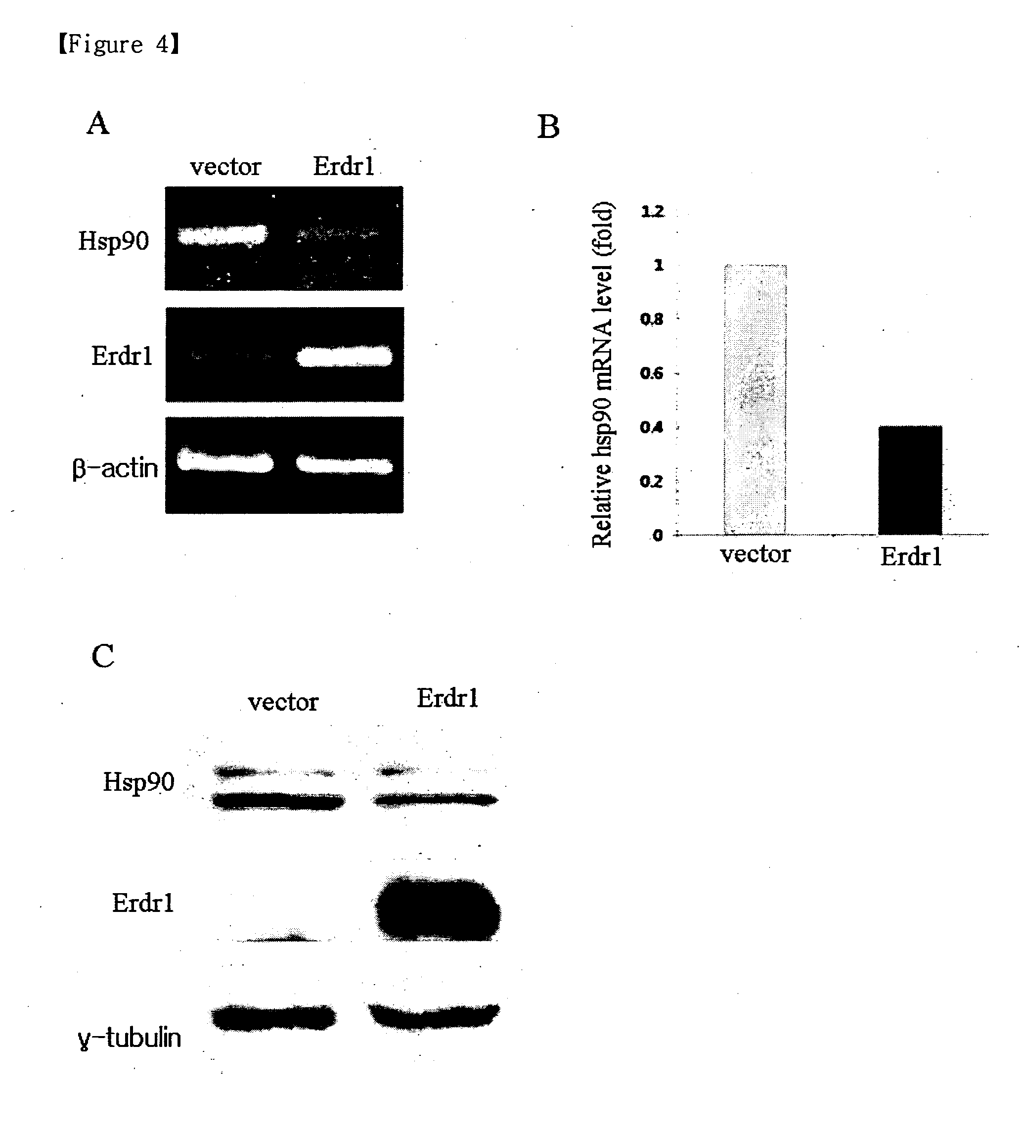 Novel use of erythroid differentiation regulator 1 as an agent for treating cancer