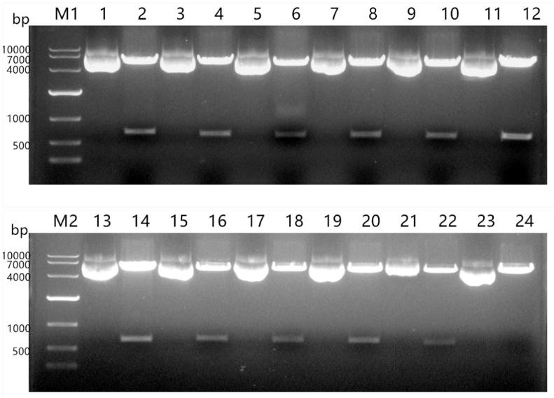 Selection method and application of signal peptide when expressing foreign protein with Chinese hamster ovary cells