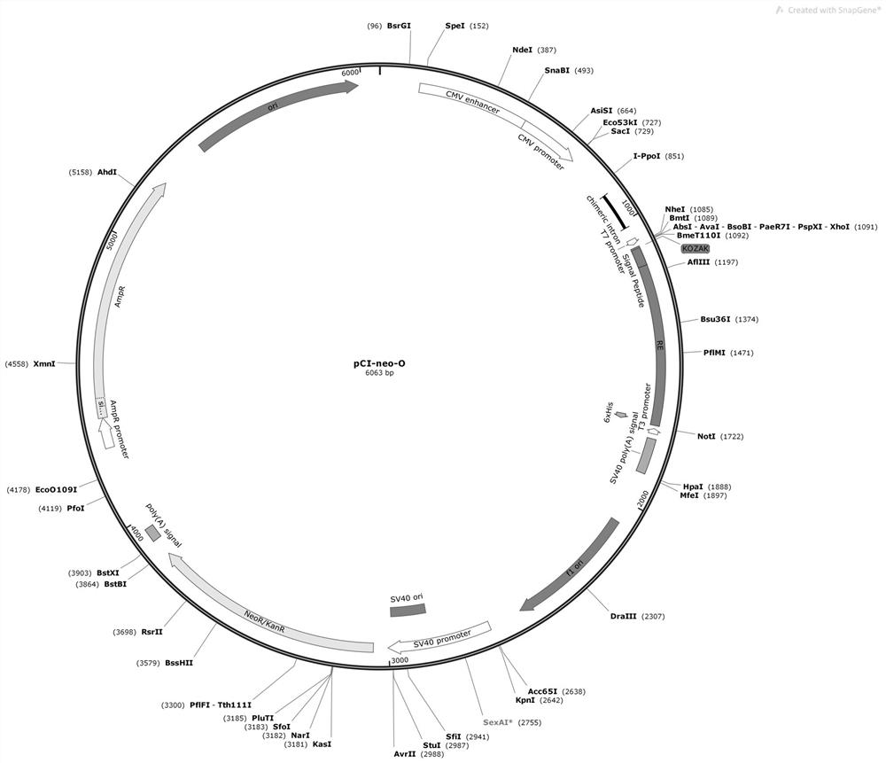 Selection method and application of signal peptide when expressing foreign protein with Chinese hamster ovary cells