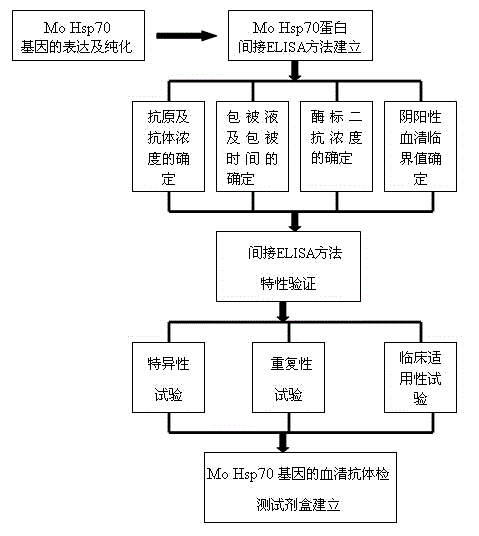 Mo Hsp70 protein based indirect ELISA (enzyme-linked immunosorbent assay) kit and using method thereof