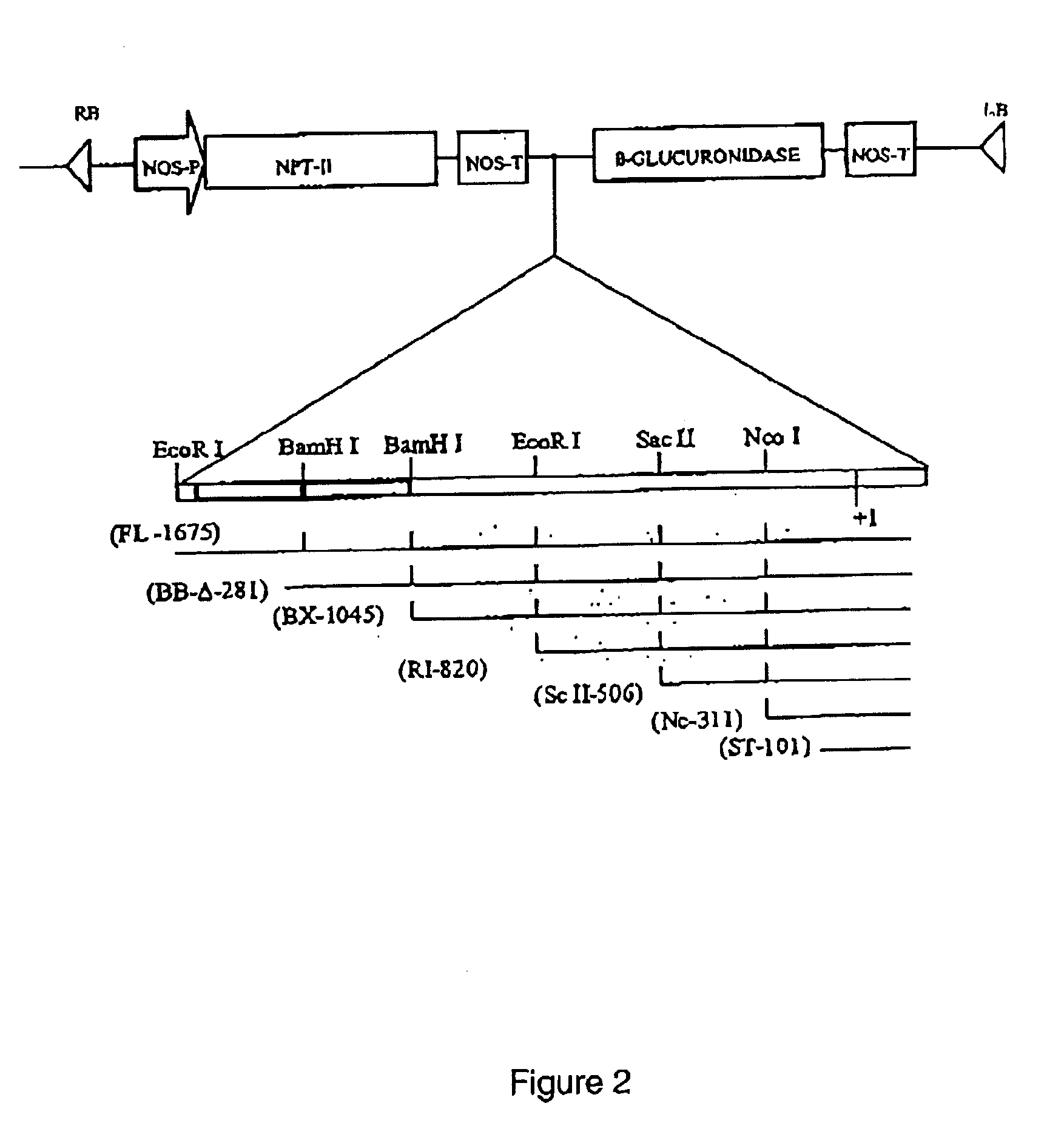 Root-specific conifer gene promoter and its use