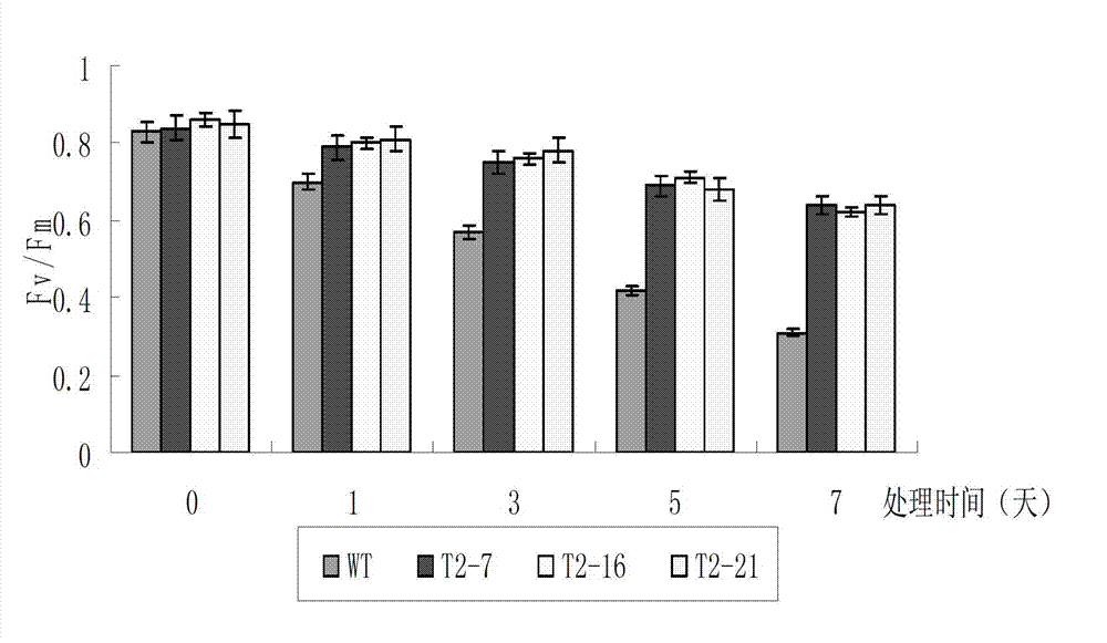 Cold-resistant gene engineering application method of rice OsICE2 gene