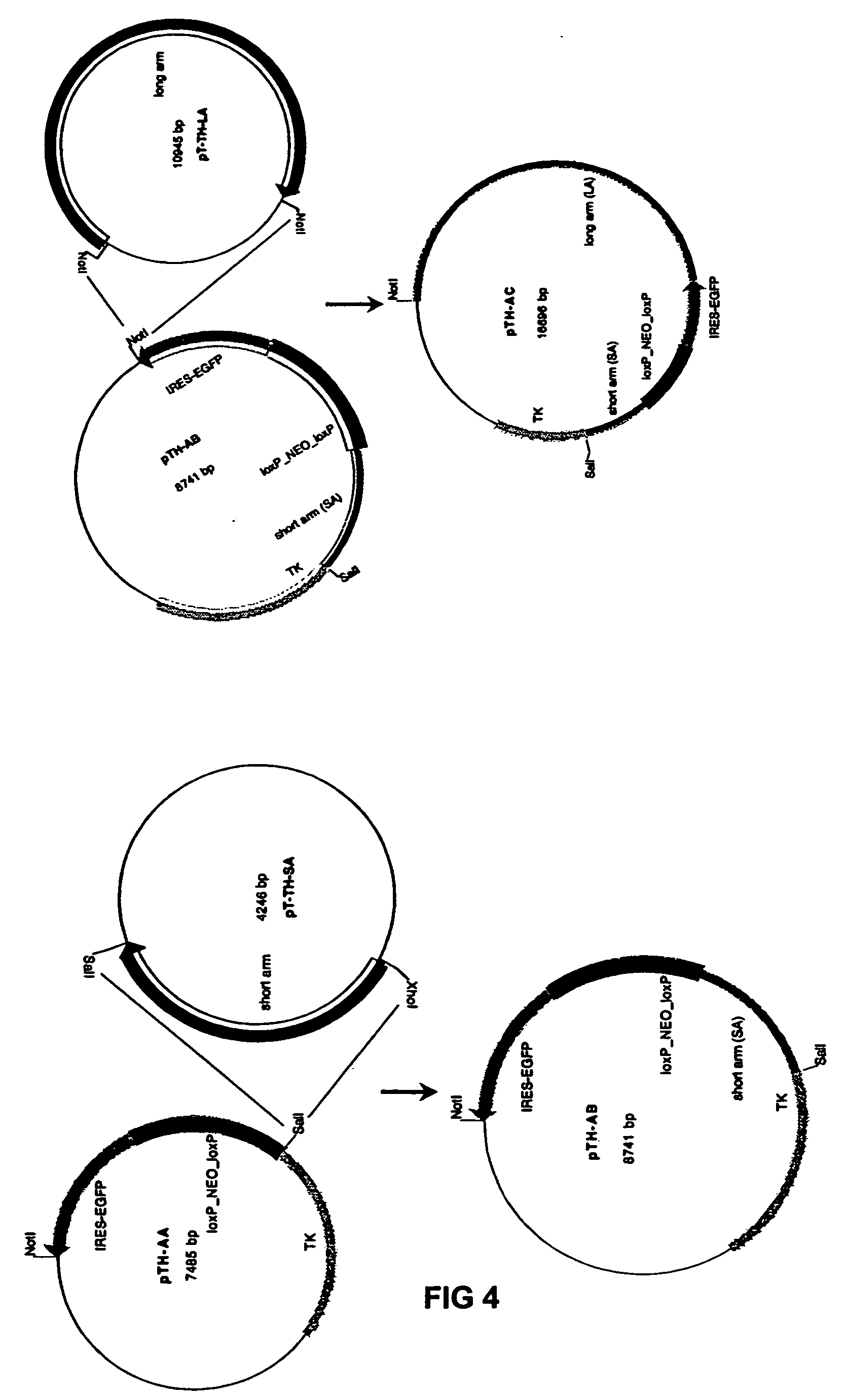 Directed genetic modifications of human stem cells