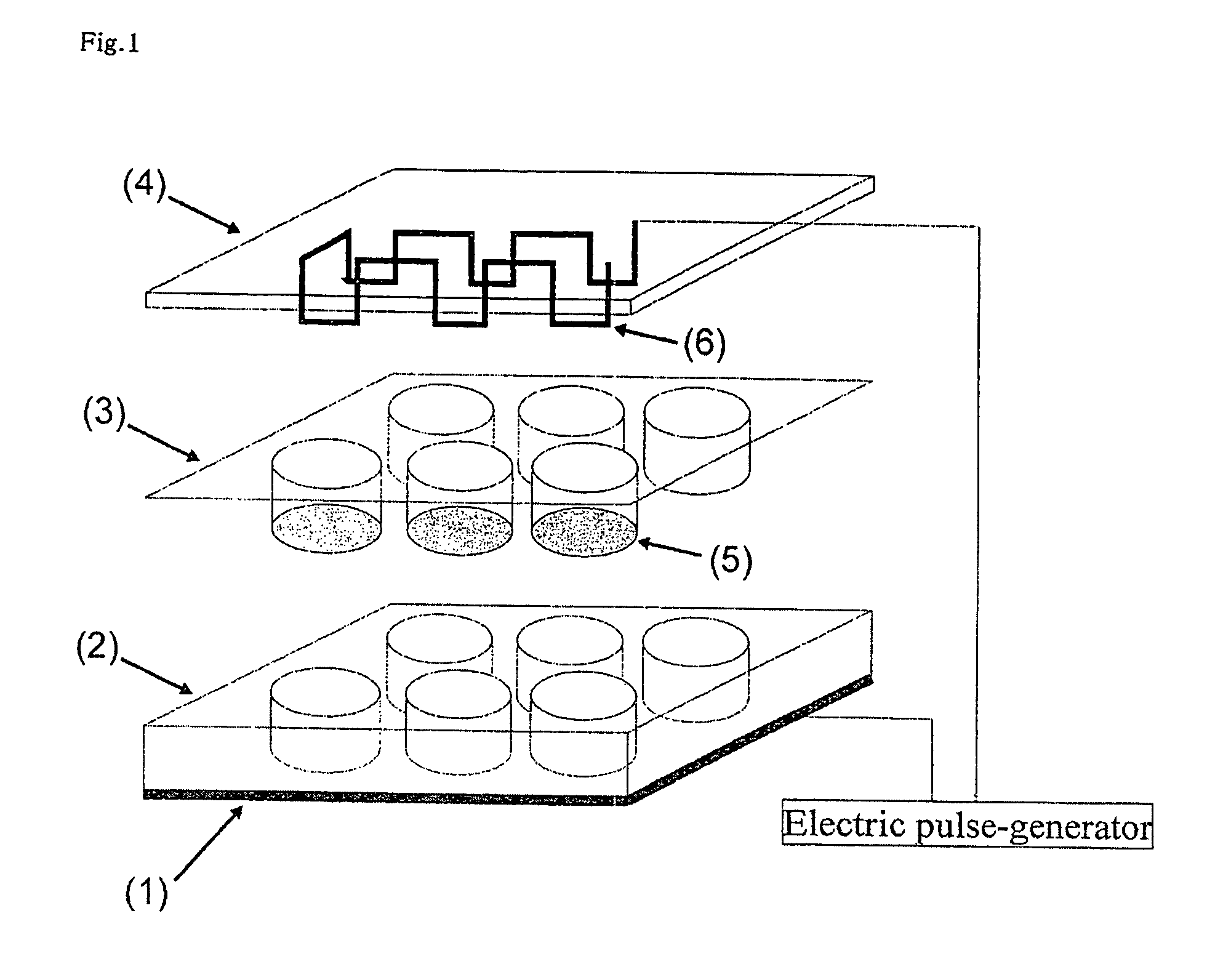 Cultured muscle cells with high metabolic activity and method for production of the cultured muscle cells