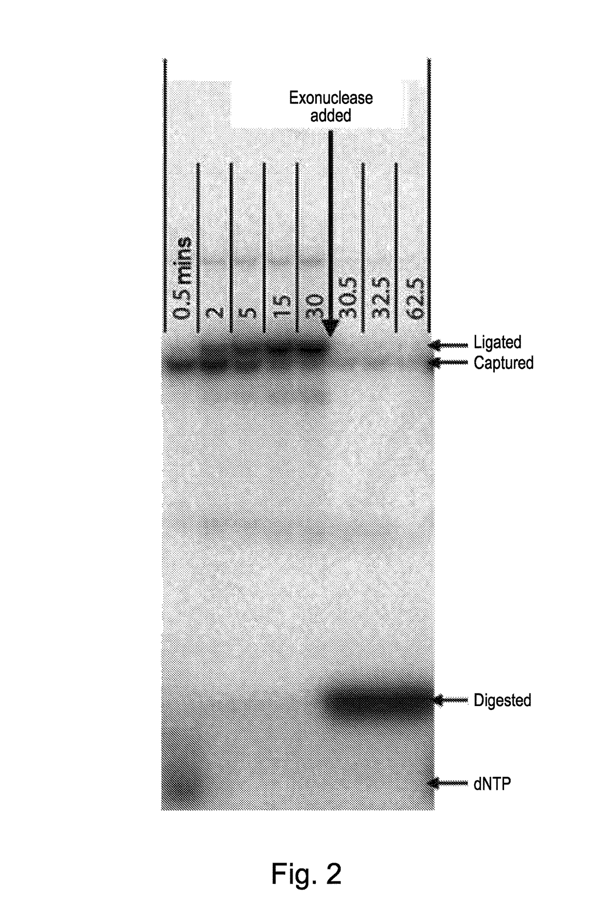 Single nucleotide detection method