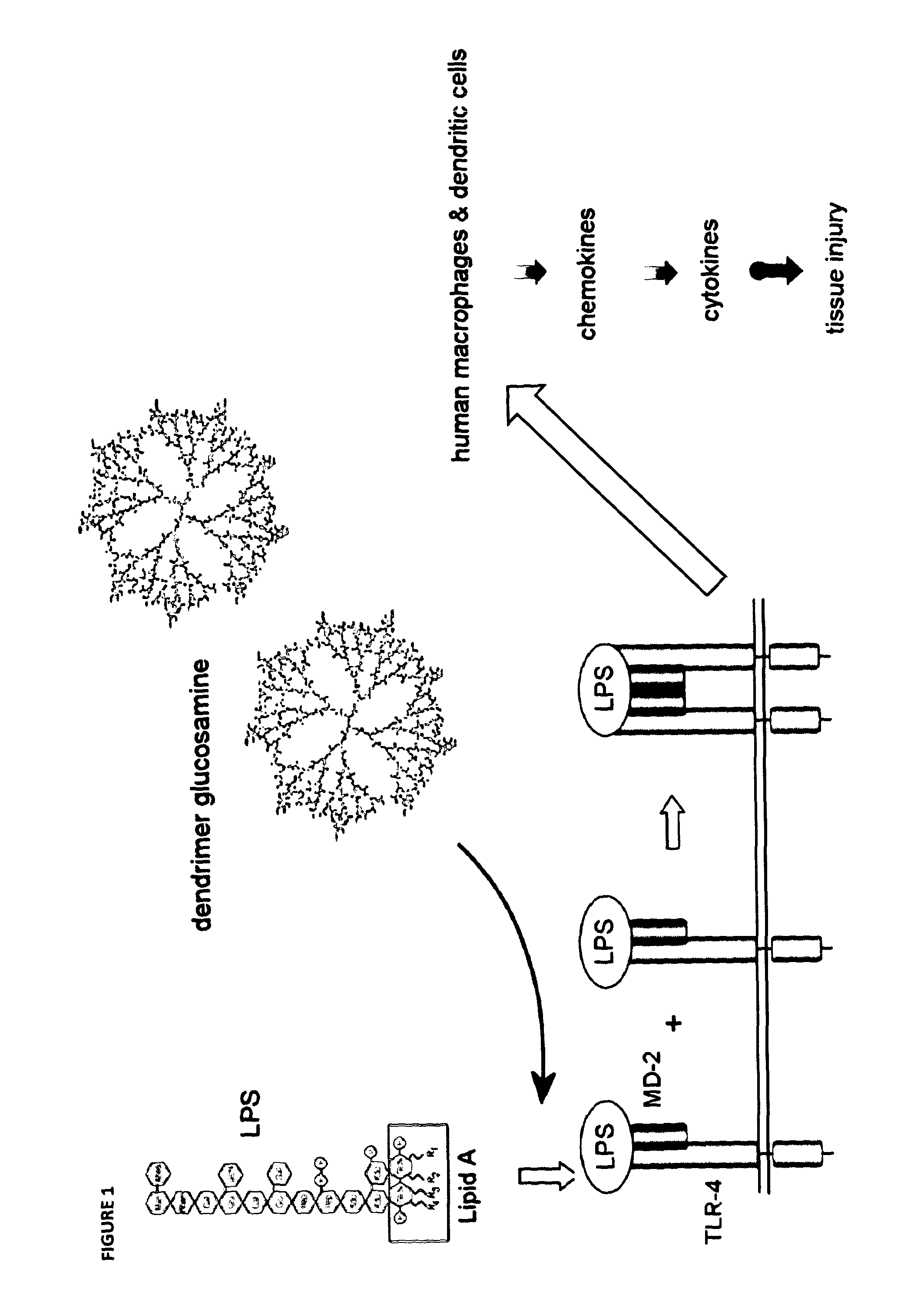 Glycodendrimers of polypropyletherimine