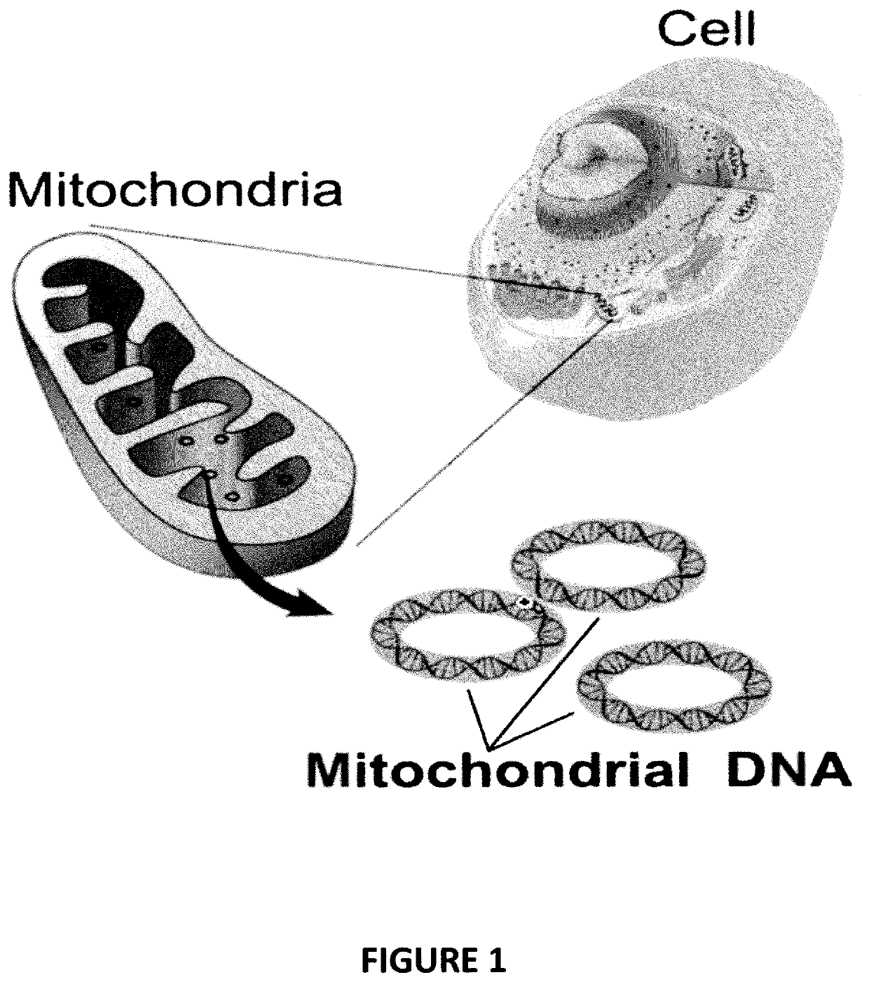 Bioavailable minerals for the mitigation of corona viruses (covid 19), manufacturing method and a treatment method