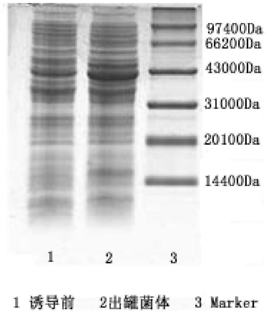 Farnesyl transferase variant and preparation method thereof