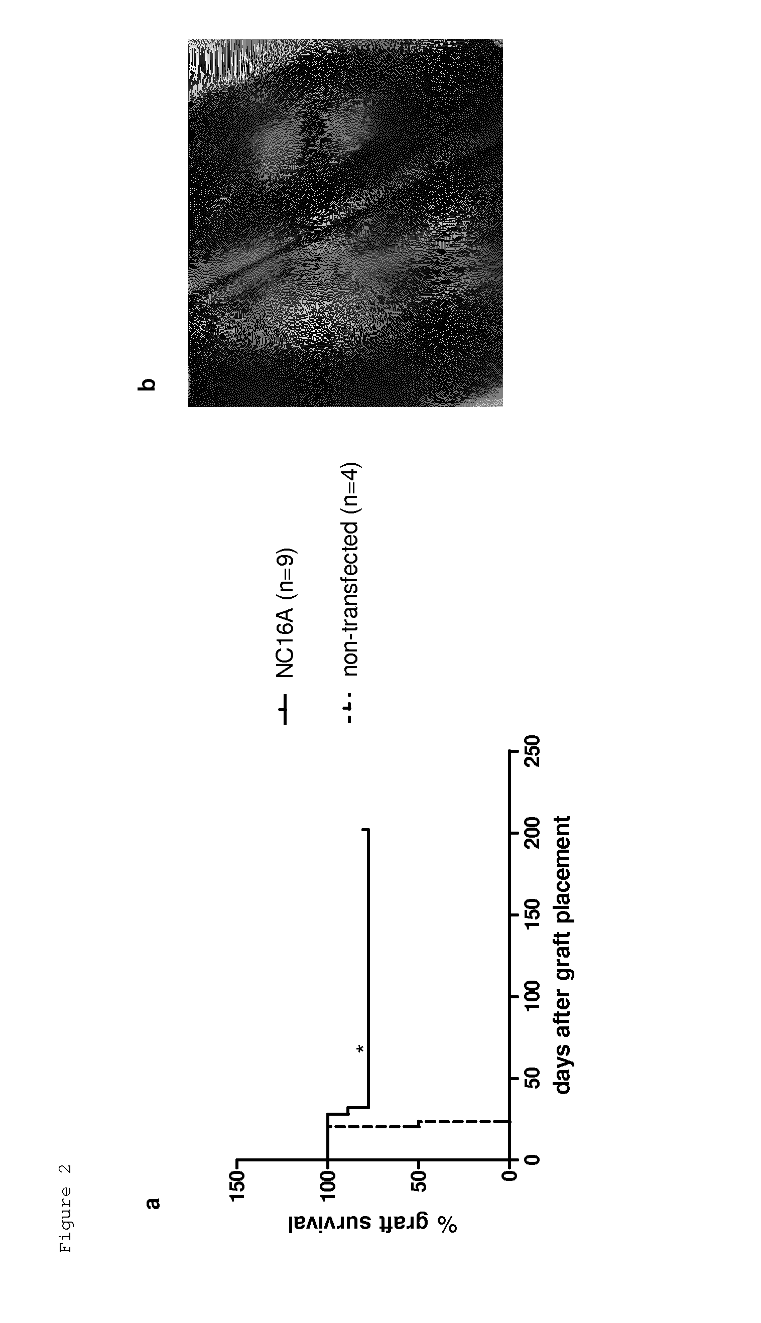 Use of epitopes inducing specific tolerance for the prevention of tissue rejection