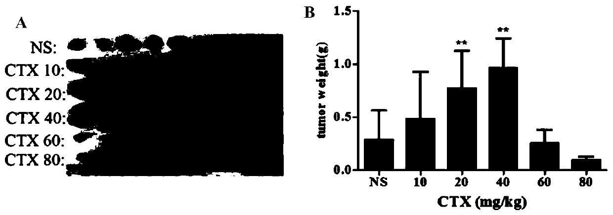 Application of cytotoxic anti-tumor drugs to preparation of tumor-related tissues